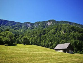 Meadow with a hut in front of a wooded mountain, Slovenia