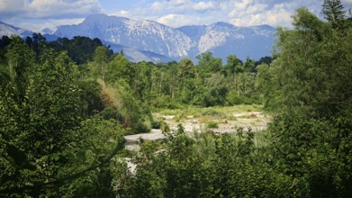 A peaceful forest with views of snow-capped mountains under a blue sky, Slovenia