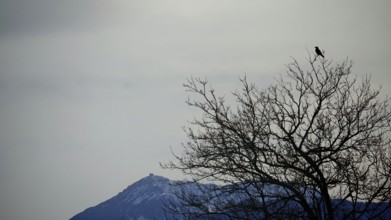 A bird (avis) sits on a bare tree in front of the snow-covered peak of tahtali dagi, lycia, turkey