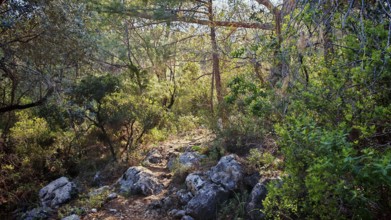 A narrow path snakes through a thick, green forest, Lycia, Turkey