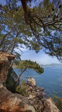 A tree hangs over rocky cliffs overlooking the sea under a blue sky, Lycia, Turkey