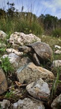 A Hermann's tortoise (testudo hermanni) crawls over rocky terrain surrounded by wild grasses,