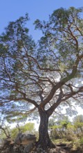 A pine tree (pinus pinea) rises majestically against the blue sky, Turkey