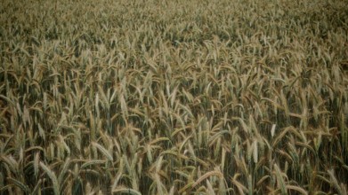Densely overgrown field with grain (triticale) covering the entire image area, Franconian Forest