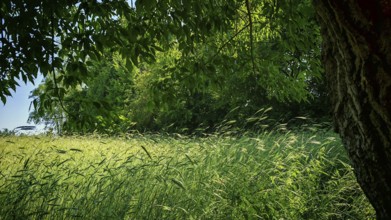 Green grain field (granum) with trees providing shade in a peaceful summer atmosphere, Rennsteig,