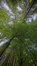 Looking up at the imposing trees of a dense forest, Fichtelgebirge