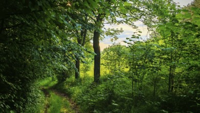 A narrow path snakes through a green, quiet forest, Franconian Forest nature park Park