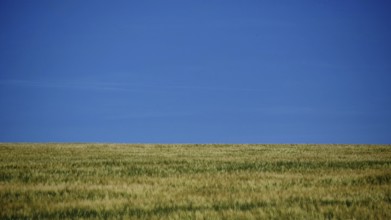 Extensive green field under a clear, calm blue summer sky, Rennsteig, Thuringian Forest nature park