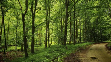 A trail snakes through a bright forest surrounded by trees, Bohemia, Czech Republic