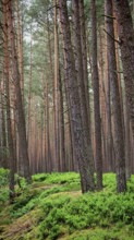 Tall pines (pinus) crown a dense, green forest path, green belt, Franconian Forest nature park Park