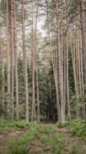 A quiet forest path lined with tall, straight pines (pinus), Franconian Forest nature park Park