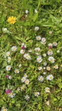 Colourful daisies (bellis perennis) scattered on a green meadow in sunny weather, Franconian Forest