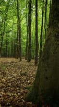 A quiet forest with soil covered by dry leaves, Franconian Forest nature park Park