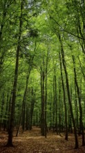 Path through a green forest with a dense canopy of leaves, Franconian Forest nature park Park