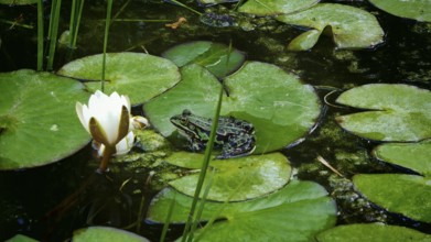 A frog (Pelophylax esculentus) sits on a water lily leaf (nymphaea) in a pond next to a flower,