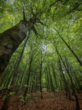 Tall trees with a thick canopy of leaves in a forest, Franconian Forest nature park Park