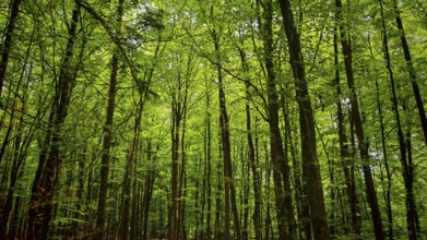 Dense treetops with vivid green foliage in a forest, Franconian Forest nature park Park