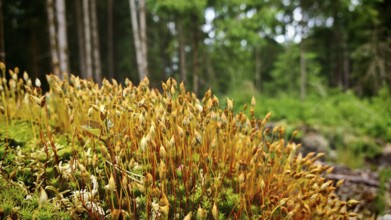 Yellow moss grows densely on the forest floor, surrounded by trees, Franconian Forest nature park