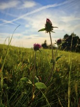 Close-up of flowering clover (trifolium) in a meadow, in warm sunlight and under a blue sky,
