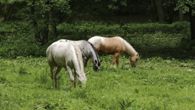 Two horses (equus caballos) grazing peacefully on a green meadow, Eger Valley, Czech Republic