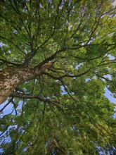 Frog-eye view of a treetop, green leaves against a blue sky, Upper Franconia