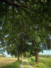 Rural trail lined with trees with thick, overhanging branches under a blue sky, Upper Franconia