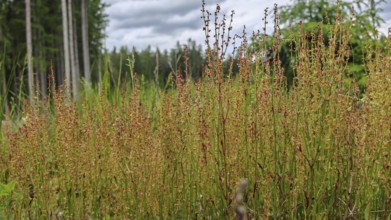Dense green and red-brown grasses (gramen) on a sunny meadow, green band, Franconian Forest nature