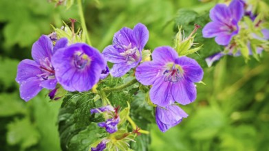 Close-up of bright purple flowers forest cranesbill (geranium sylcaticumim) in the greenery,