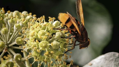 Macro photograph of a hornet hoverfly (Volucella zonaria) pollinating a flower, with many details