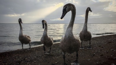 Close-up of four swans (cygnus) standing on the sandy beach while sun rays shine through the clouds