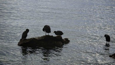 Birds rest on rocks in a calm body of water surrounded by soft shades and a peaceful atmosphere,