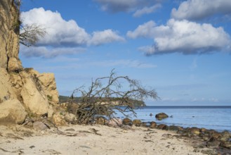 Demolition on cliffs, fallen tree, boulders, autumn, Lobbe, Mönchgut peninsula, Rügen, island,