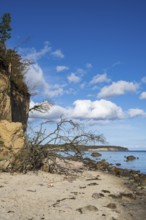 Demolition on cliffs, fallen tree, boulders, autumn, Lobbe, Mönchgut peninsula, Rügen, island,