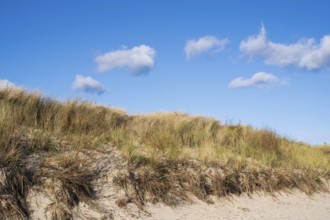 White clouds over the dunes with oats, Mönchgut, Rügen, island, Baltic Sea, Mecklenburg-Western