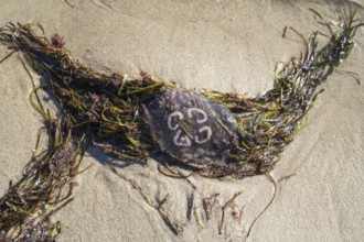 Jellyfish and seaweed on the beach, Rügen, island, Baltic Sea, Mecklenburg-Western Pomerania,