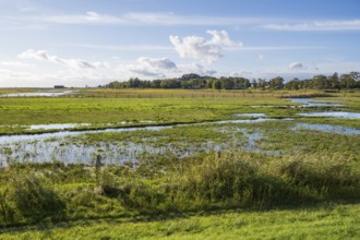Field near Middelhagen with large puddles, Lobbe, Mönchgut peninsula, Rügen, island, Baltic Sea,