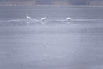 Three swans on a frozen lake, winter, Germany