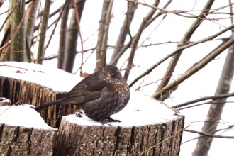 Blackbird in a garden in winter, Germany