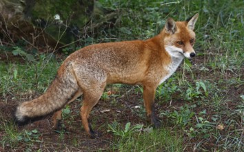 Fox (Vulpes vulpes) Red fox, Schleswig-Holstein, Germany