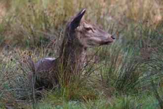 Red deer, Red deer, Red hind (Cervus elaopus) attentive looking female resting in a meadow in
