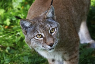 Eurasian lynx, northern lynx (Lynx lynx) looking attentively upwards, captive, Lower Saxony,