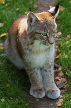 Eurasian lynx, young northern lynx (Lynx lynx), captive, Lower Saxony, Germany