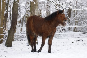 Neighing young Icelandic horse (Equus islandicus) standing on a meadow covered with snow in winter,
