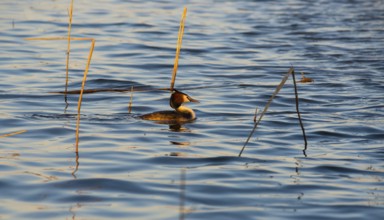 Great Crested Grebe (Podiceps Scalloped ribbonfish) swimming alone between individual stalks of