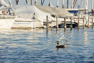 Great Crested Grebe (Podiceps Scalloped ribbonfish) swimming in calm water, marina with anchored
