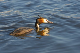 Great Crested Grebe (Podiceps Scalloped ribbonfish) swimming alone, with clear reflection in blue
