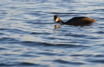 Great Crested Grebe (Podiceps Scalloped ribbonfish) swimming alone with lowered head in blue and