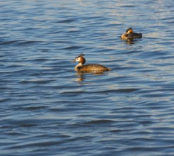 Two great crested grebes (Podiceps Scalloped ribbonfish) swimming side by side in blue and golden