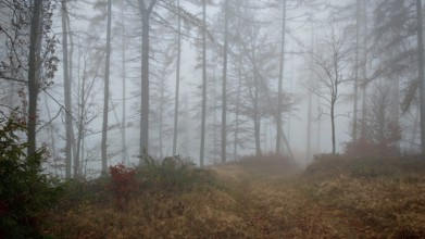 A trail runs through a foggy forest, surrounded by tall, bare trees, Thuringian Forest nature park