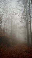 A foggy forest trail with thick trees and an autumnal atmosphere, Thuringian Forest nature park